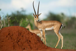 Tsavo East Gazelle